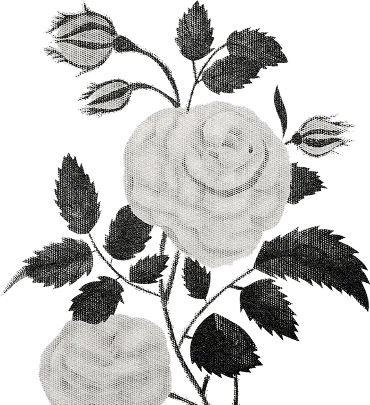 Black ink botanical illustration of a rose