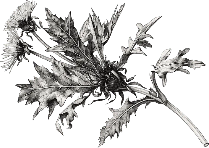 Fine charcoal engraving of a branching thistle