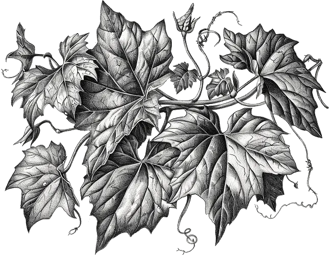 Botanical engraving of interconnected leaves and climbing vines